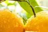 橙子太光鮮要警惕 教你識(shí)別染色橙子