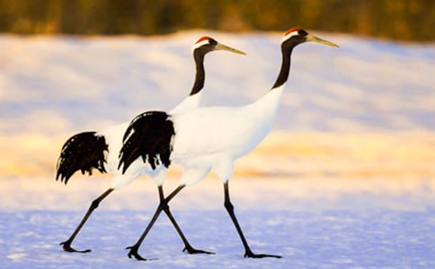 描寫丹頂鶴的作文