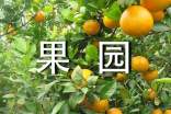 關于果園的作文