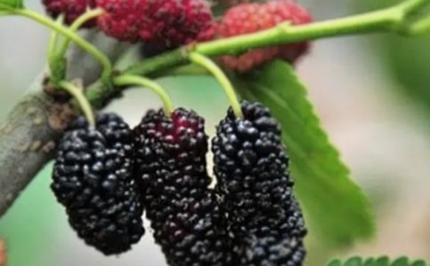 摘桑果作文錦集(11篇)