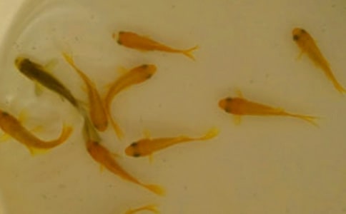 魚苗購(gòu)銷合同