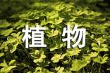 關(guān)于植物的句子50字