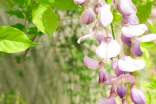 紫藤花的作文(推薦)