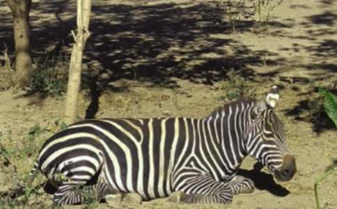 ���R������