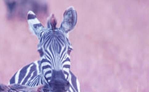 ���gС���R�̰�