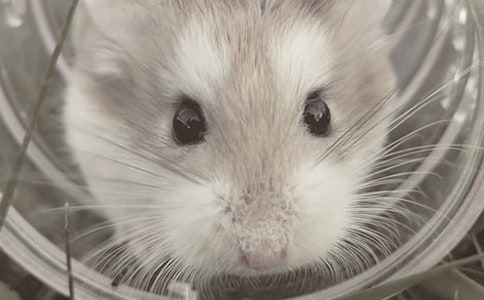 (���T)С�}�������12ƪ