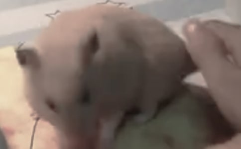 ���᡿�}���^����ӛ