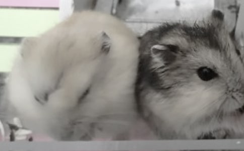 С�}(c��ng)������[��(y��u)��]