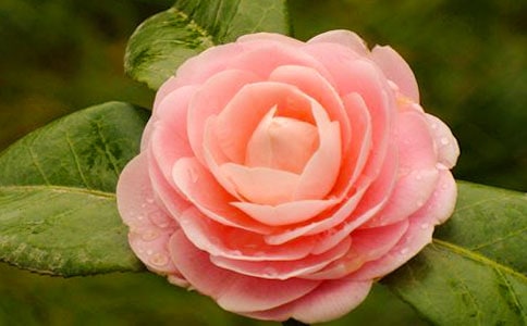 ɽ�軨����