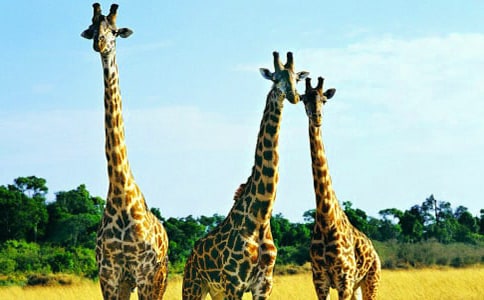 ������L(zh��ng)�i¹��������^(gu��)�ӿ��D��(xi��)Ԓ���᡿