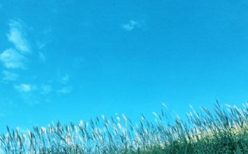 那一縷春風(fēng)作文15篇【優(yōu)秀】