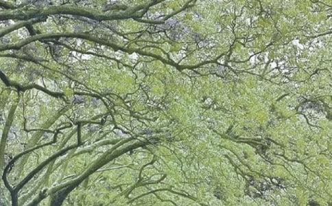 ���L(f��ng)����600��(��(y��u)��)