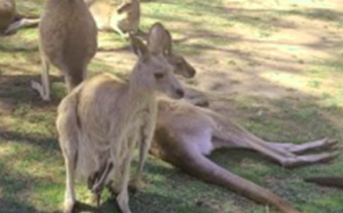 ��������ģ���(y��u)�㣩