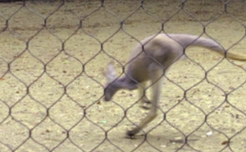 袋鼠的作文15篇(集合)