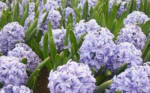 風(fēng)信子優(yōu)秀作文