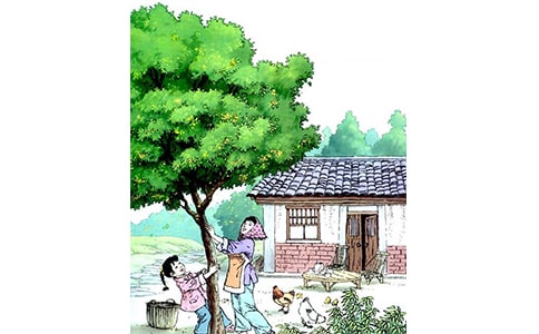 (精華)《桂花雨》課文