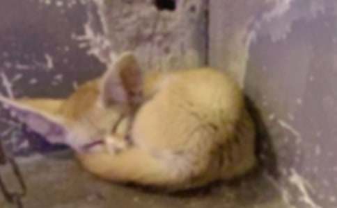 (優(yōu)秀)《了不起的狐貍爸爸》讀后感