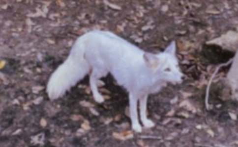 了不起的狐貍爸爸讀后感