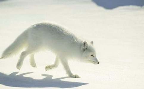 烏鴉和狐貍的故事精選(15篇)