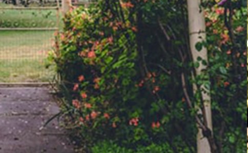 精選花園寫景的作文合集8篇