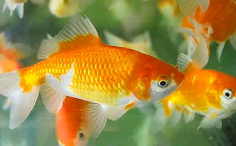 觀察金魚日記(通用12篇)