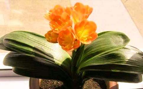 ٝ�������m�Ķ̾�