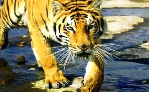 老虎動(dòng)物優(yōu)秀作文400字(通用34篇)