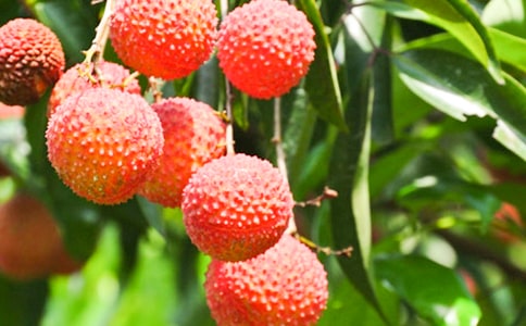 �Ґۼ��l(xi��ng)����֦����