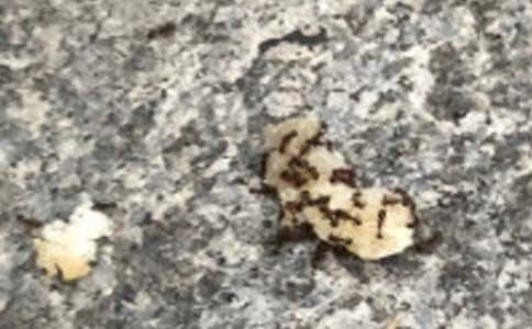 Λρ���꿴�D��Ԓ