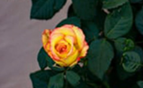 õ�廨�^����ӛ(�ϼ�15ƪ)