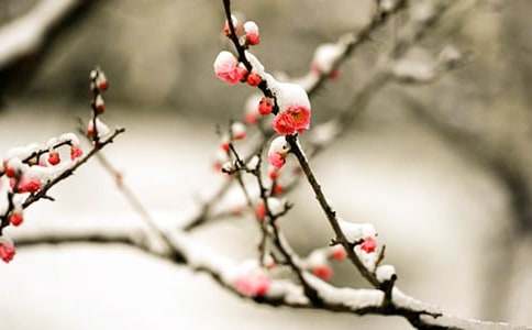 梅花的唯美短句