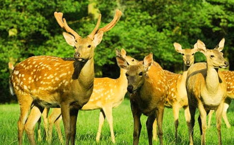 大象救小梅花鹿看圖寫(xiě)話