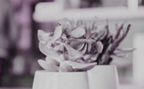 室內盆栽茶花怎么養(yǎng)