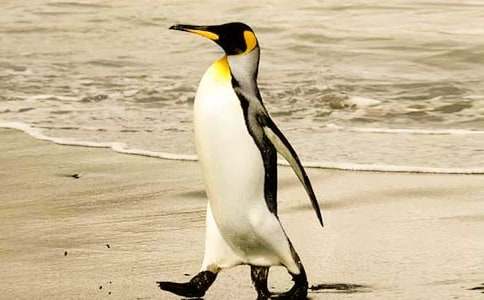 愛心企鵝讀后感(通用15篇)