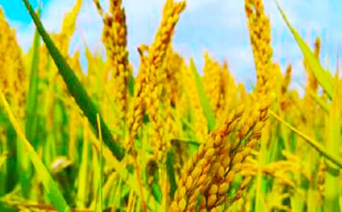 �P(gu��n)���������ģ�����13ƪ��