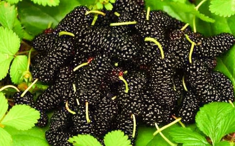 摘桑葚作文實用15篇