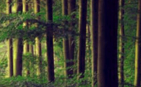 �����T�����ɭ���^���