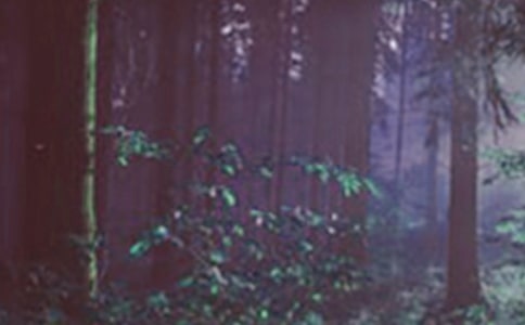 ���o(h��)ɭ�����ģ����x13ƪ��