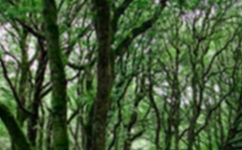 ɭ�ַ������ĳ���15ƪ