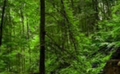 ���õ�ɭ������600�֡���(y��u)��4ƪ��