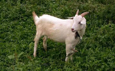 С���ú�ɽ�򠔠��^�򿴈D��Ԓһ�꼉