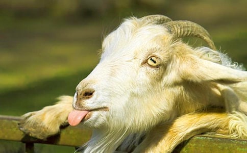 山羊過(guò)獨(dú)木橋看圖寫(xiě)話