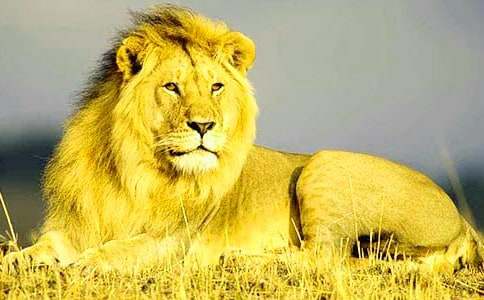 《獅子王》觀后感 集合15篇