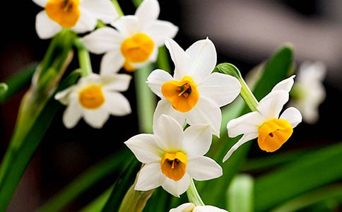 水仙花觀察日記(15篇)