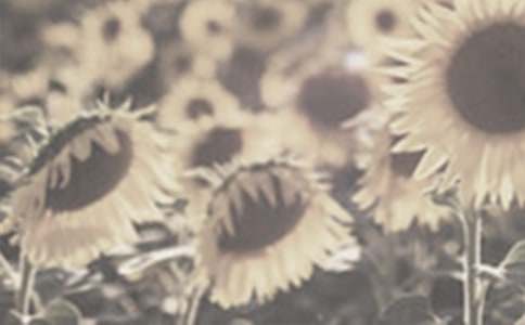 《種太陽(yáng)花的小豬》讀后感