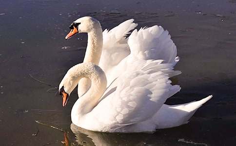 ��ƽ�������Z����