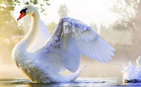 吹小號的天鵝讀后感通用15篇