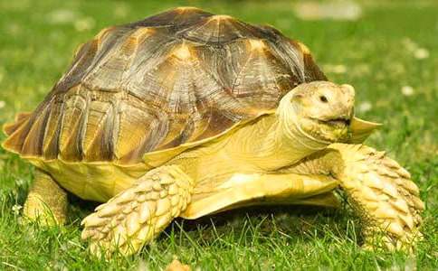 ����������ζ�Ğ������x��д�ȫ15ƪ