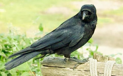 ���͞��f�����ӡ��x��кϼ�15ƪ