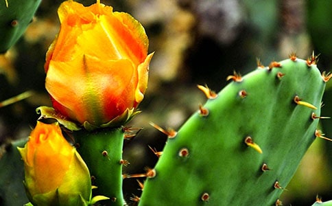 �����Ƶ��������ģ���(y��u)��